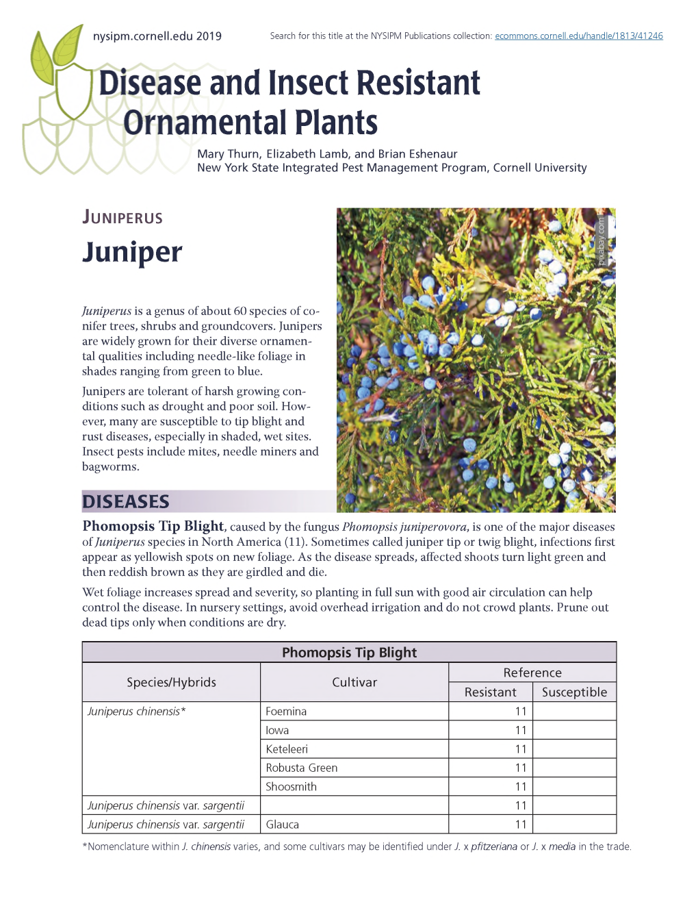 Juniperus (Juniper)