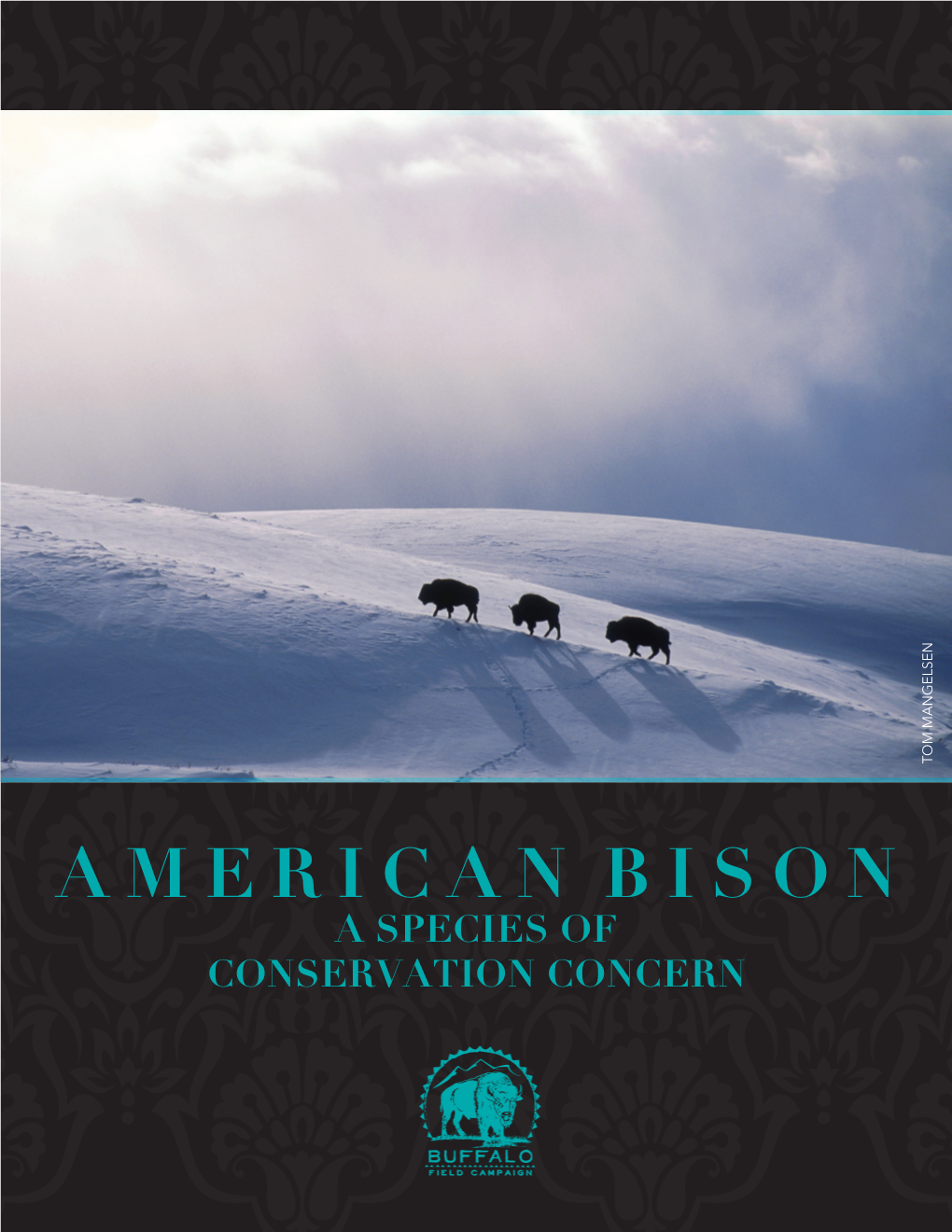 American Bison