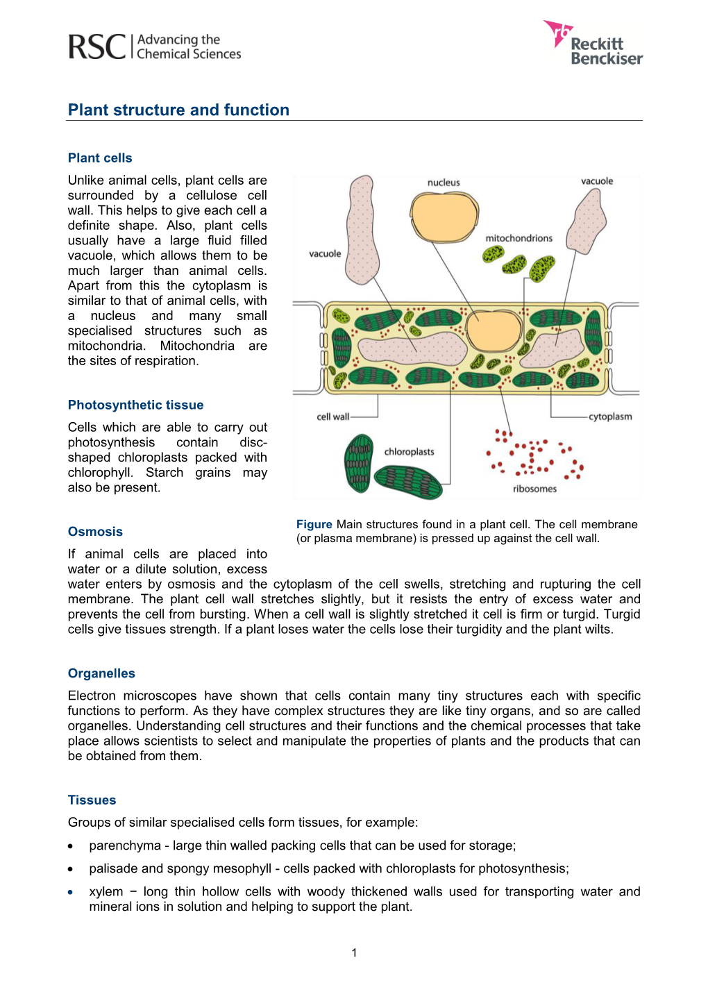 Plant Structure And Function Docslib