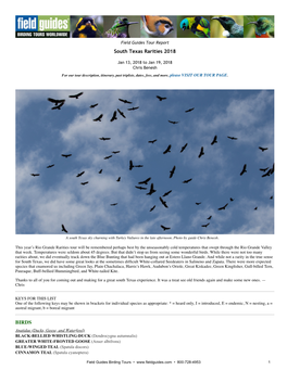 South Texas Rarities 2018 BIRDS