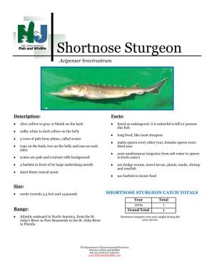 Shortnose Sturgeon Fact Sheet