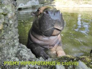 PYGMY HIPPOPOTAMUS in Captivity International Studbook As Animal Inventory