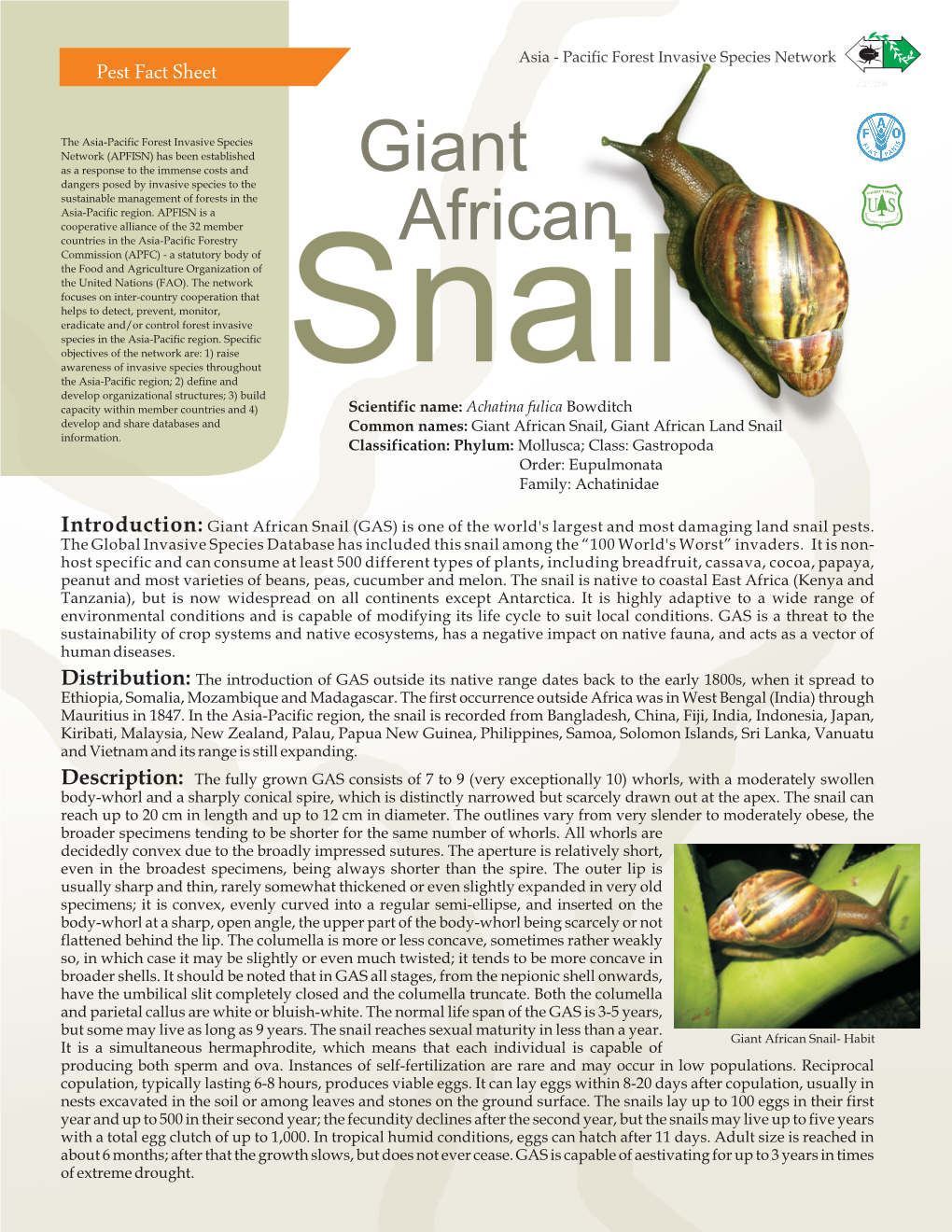 Giant African Snail, Giant African Land Snail Information - DocsLib