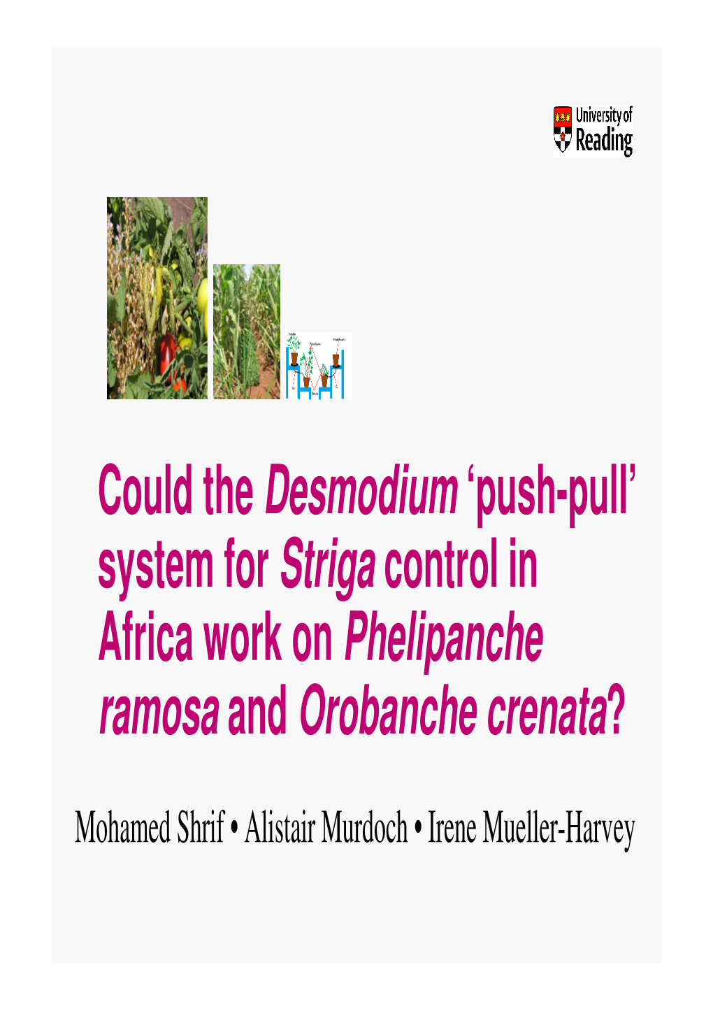 Could the Desmodium 'Push-Pull' System for Striga Control in Africa Work on Phelipanche Ramosa and Orobanche Crenata?