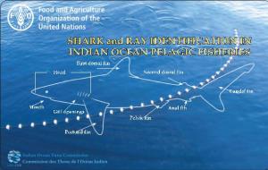 Shark and Ray Identification in Indian Ocean Fisheries