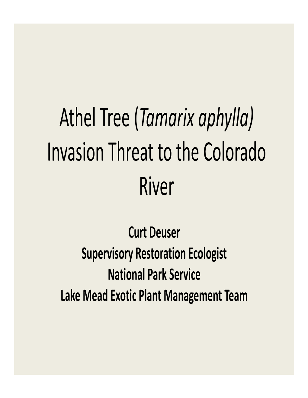 Athel Tree Tamarix Aphylla Invasion Threat To The Colorado River