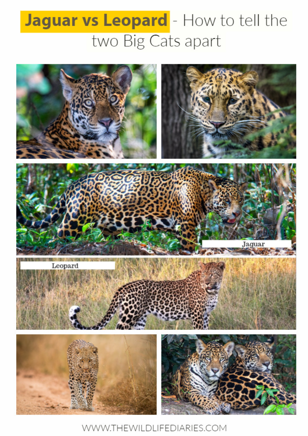 Jaguar Vs Leopard – the Two Magniﬁcent Spotted Big Cats That Are So Similar in Appearance, Most People ﬁnd Them Indistinguishable