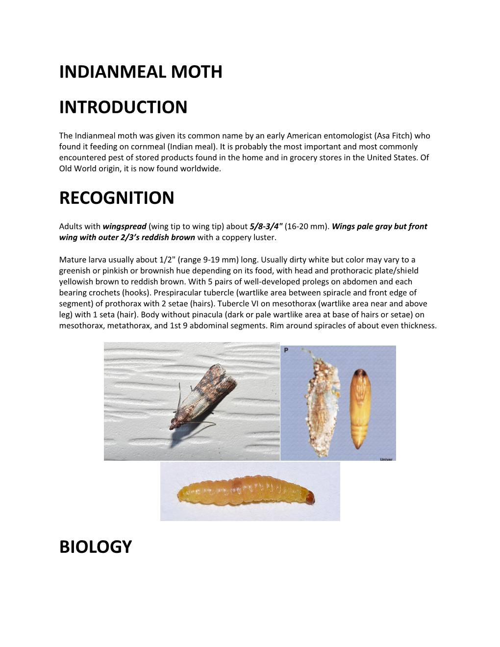 Indianmeal Moth Introduction Recognition Biology
