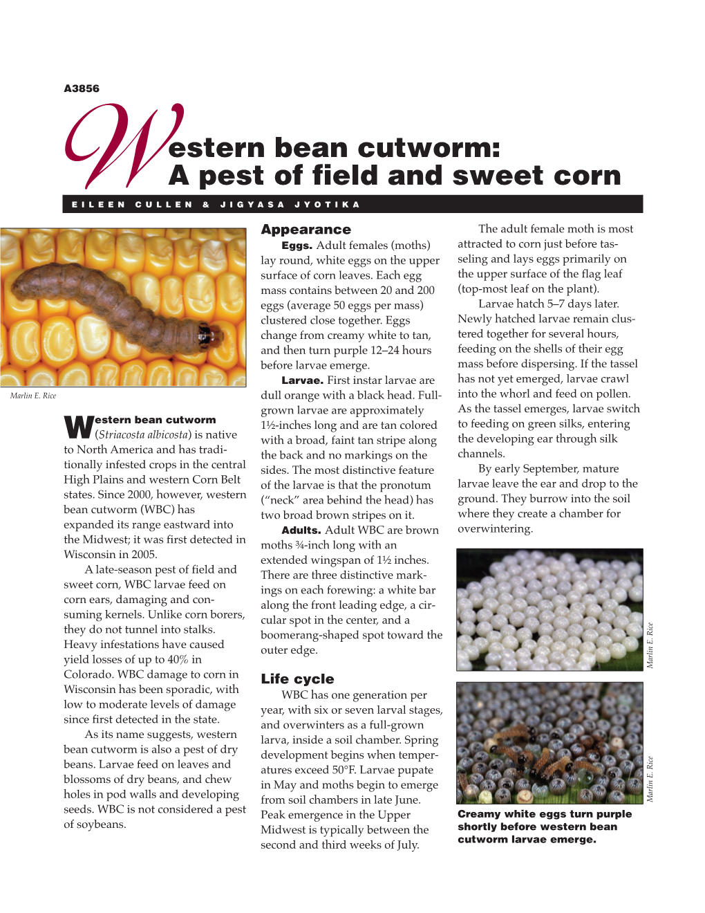 Western Bean Cutworm: a Pest of Field and Sweet Corn