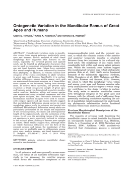 Ontogenetic Variation in the Mandibular Ramus of Great Apes and Humans