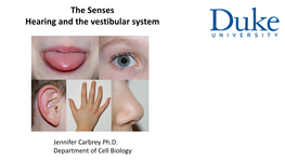 The Senses Hearing and the Vestibular System