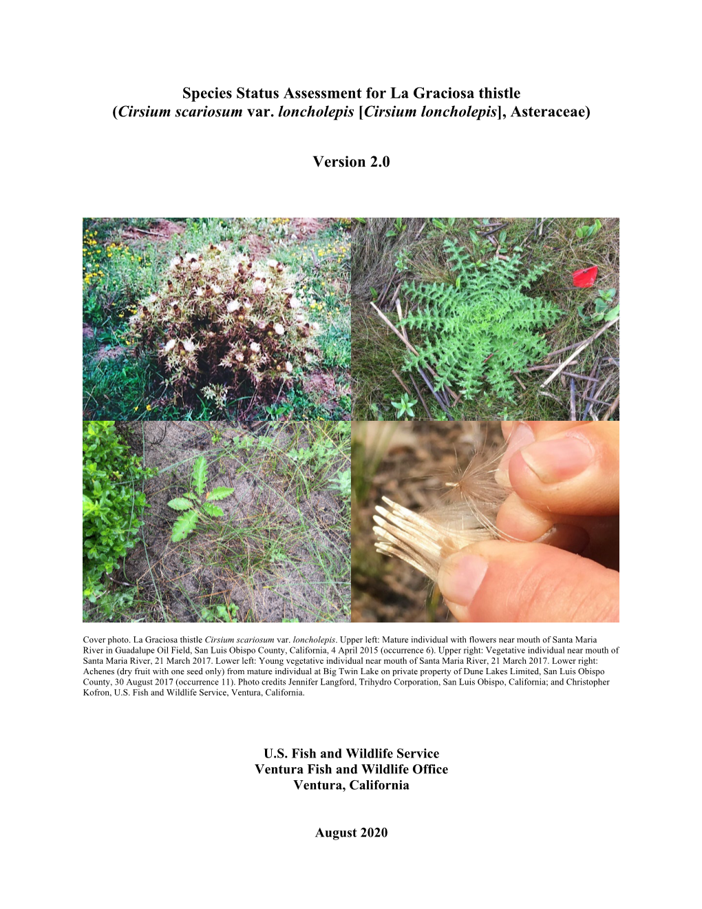 Species Status Assessment for La Graciosa Thistle (Cirsium Scariosum Var