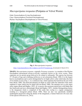 Macroperipatus Torquatus (Peripatus Or Velvet Worm)