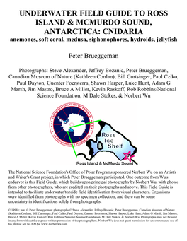 CNIDARIA Anemones, Soft Coral, Medusa, Siphonophores, Hydroids, Jellyfish