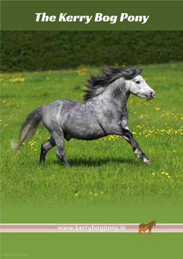 The Kerry Bog Pony Brochure
