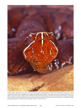 Cantils (Genus Agkistrodon) Are Some of the Most Feared Snakes in Mesoamerica, As Their Bite and Powerful Venom Have Caused Numerous Human Fatalities