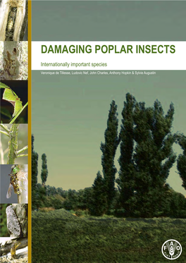 Damaging Poplar Insects