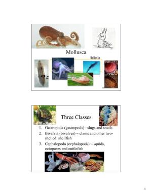 Mollusca Three Classes