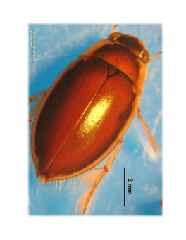 (Coleoptera: Insecta) En Colombia, Distribución Y Taxonomía Marco Laython