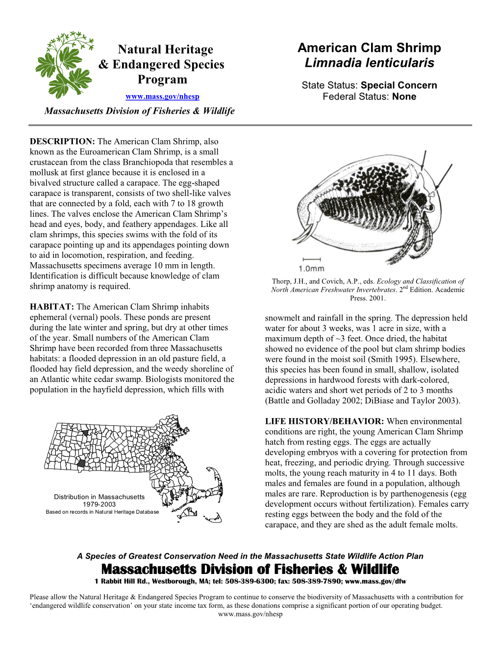 American Clam Shrimp Limnadia Lenticularis