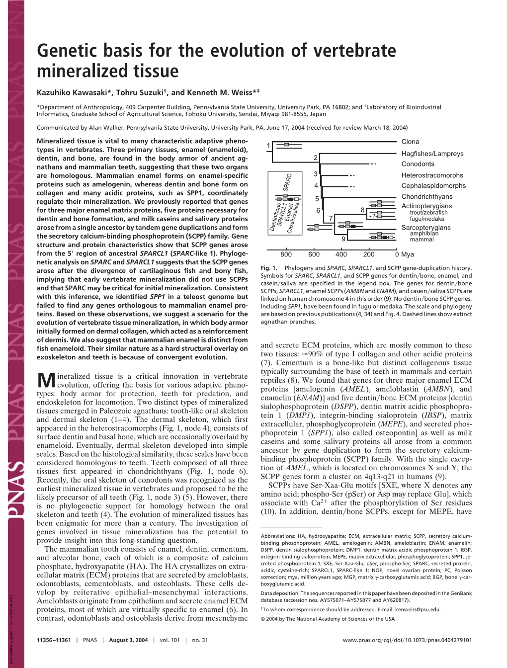 Genetic Basis for the Evolution of Vertebrate Mineralized Tissue