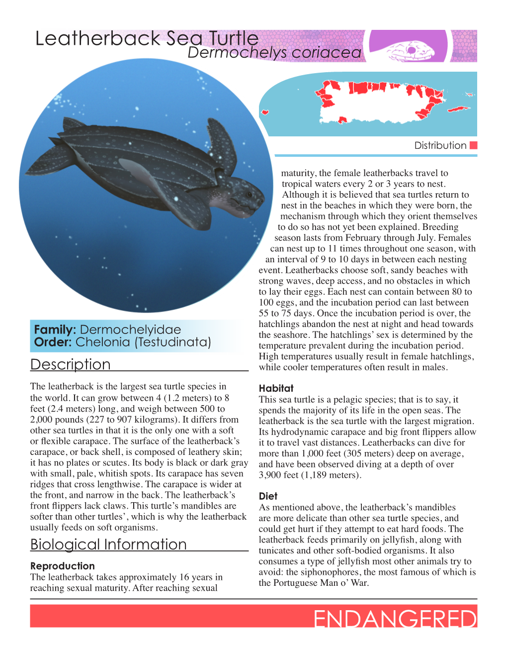 Leatherback Sea Turtle Dermochelys Coriacea