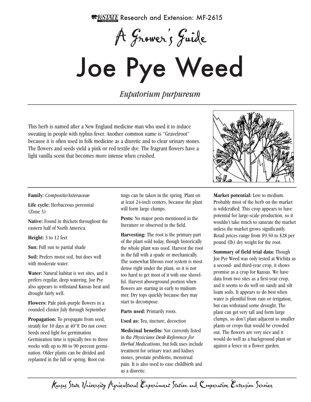 Joe Pye Weed Eupatorium Purpureum