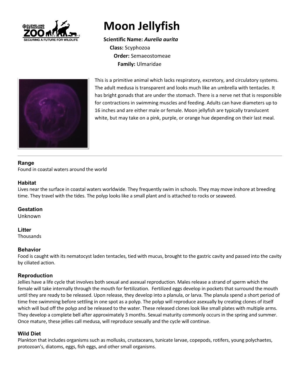 Moon Jellyfish Scientific Name: Aurelia Aurita Class: Scyphozoa Order: Semaeostomeae Family: Ulmaridae