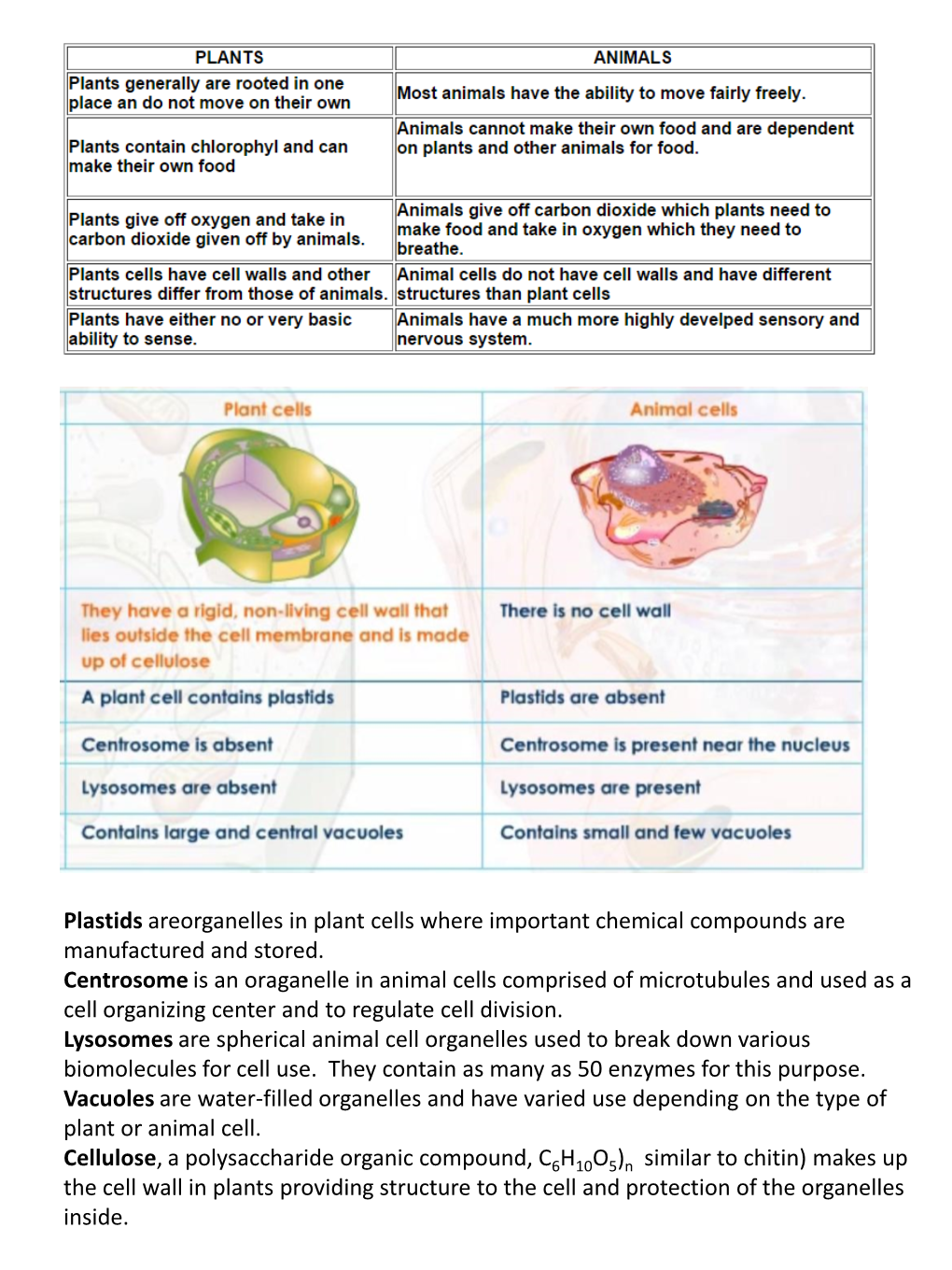 Plants Providing Structure to the Cell and Protection of the Organelles Inside