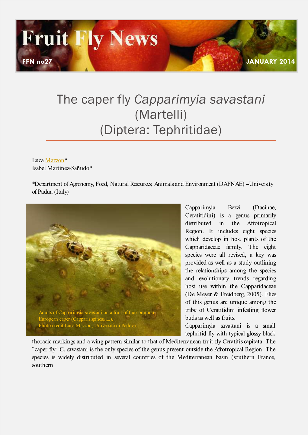 The Caper Fly Capparimyia Savastani (Martelli) (Diptera: Tephritidae)