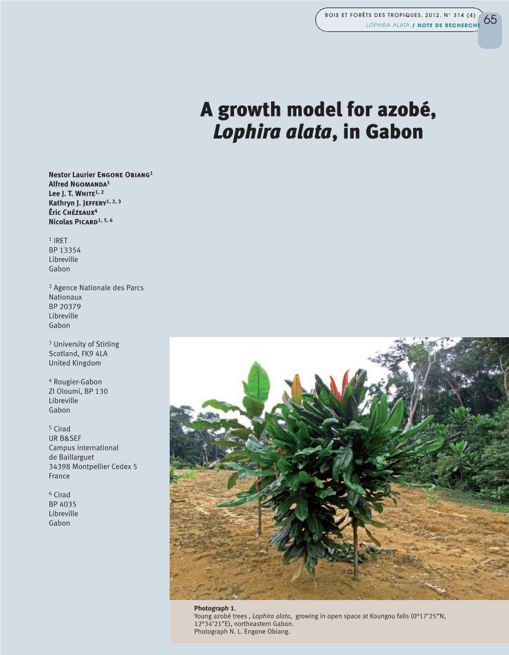 A Growth Model for Azobé, Lophira Alata, in Gabon