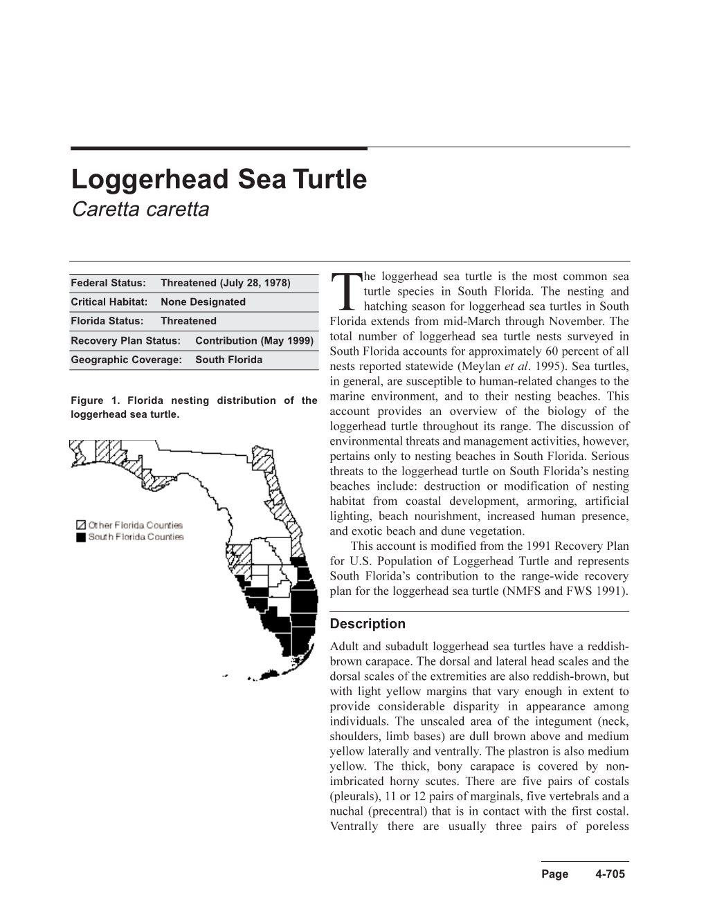 Loggerhead Sea Turtle Caretta Caretta