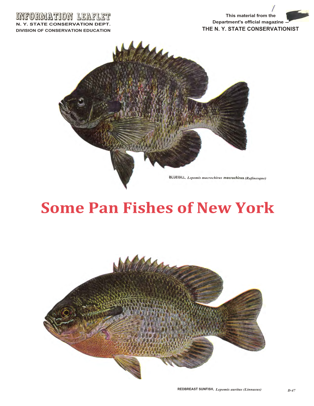 Some Pan Fishes of New York —Rock Bass, Crappies and Other Sunfishes