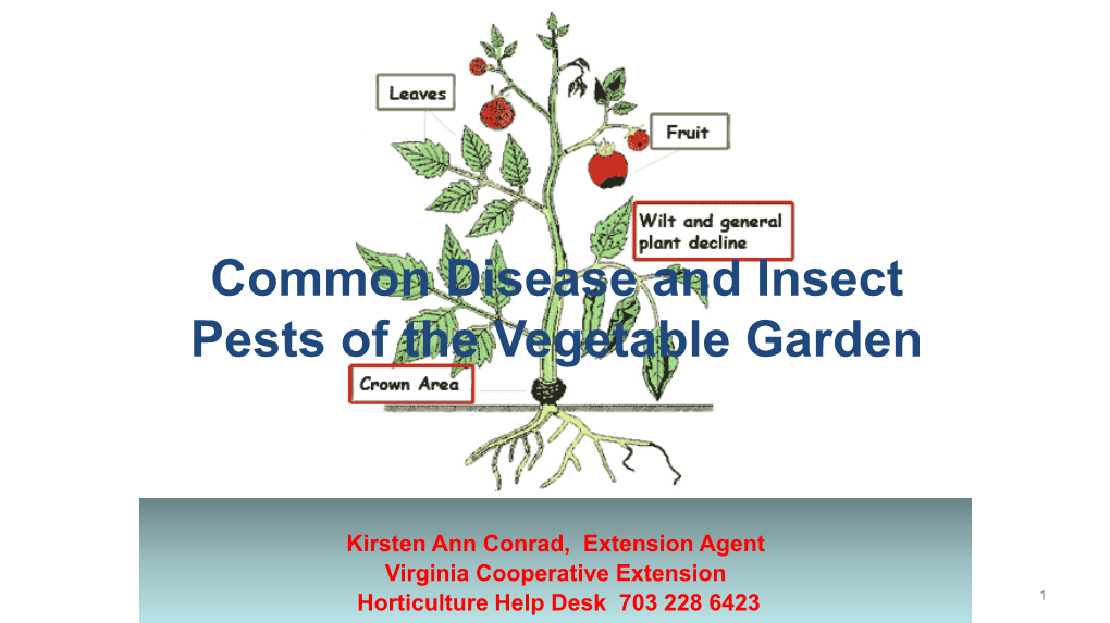 Common Disease and Insect Pests of the Vegetable Garden