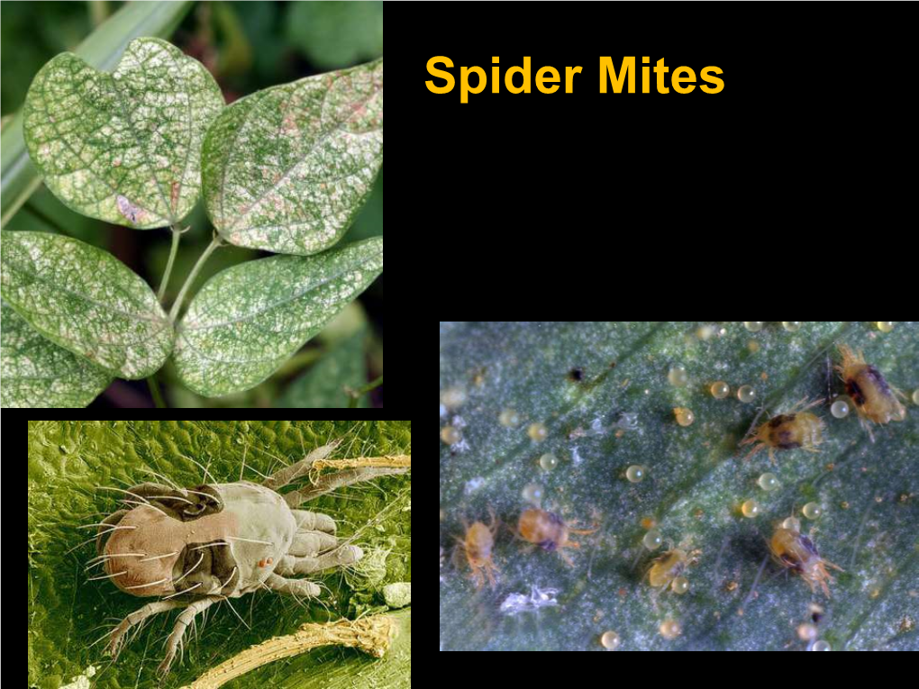 Spider Mites Spider Mites Pierce Cells with Their Whip- Like Chelicerae