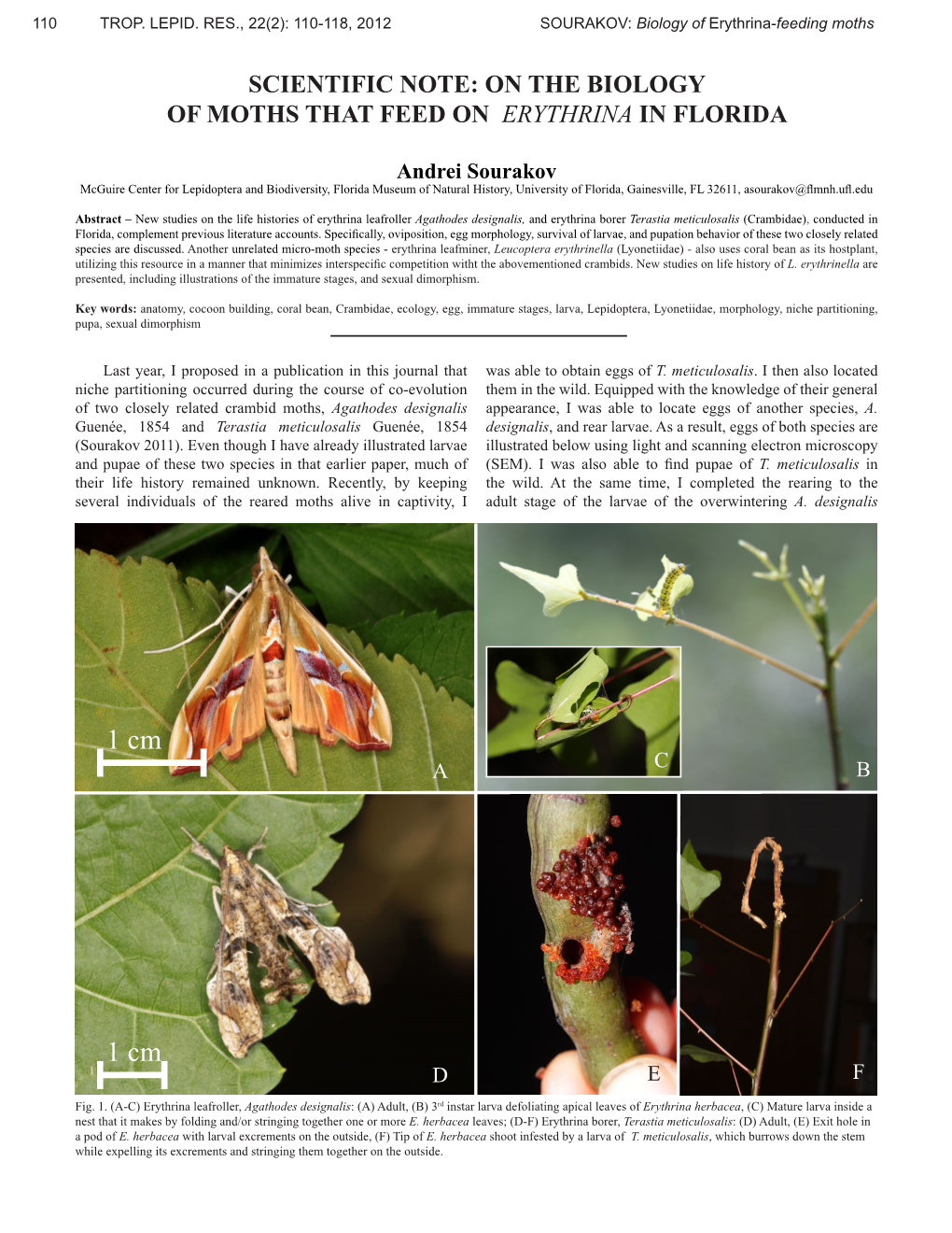 Scientific Note: on the Biology of Moths That Feed on Erythrina in Florida