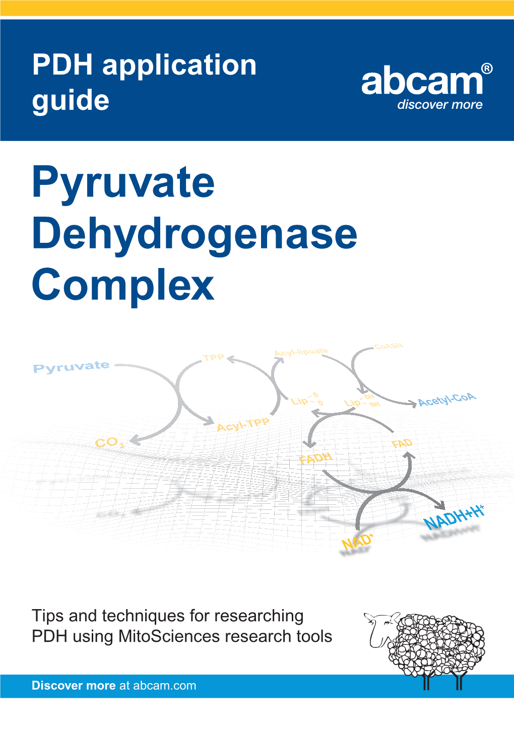 Pyruvate Dehydrogenase Complex