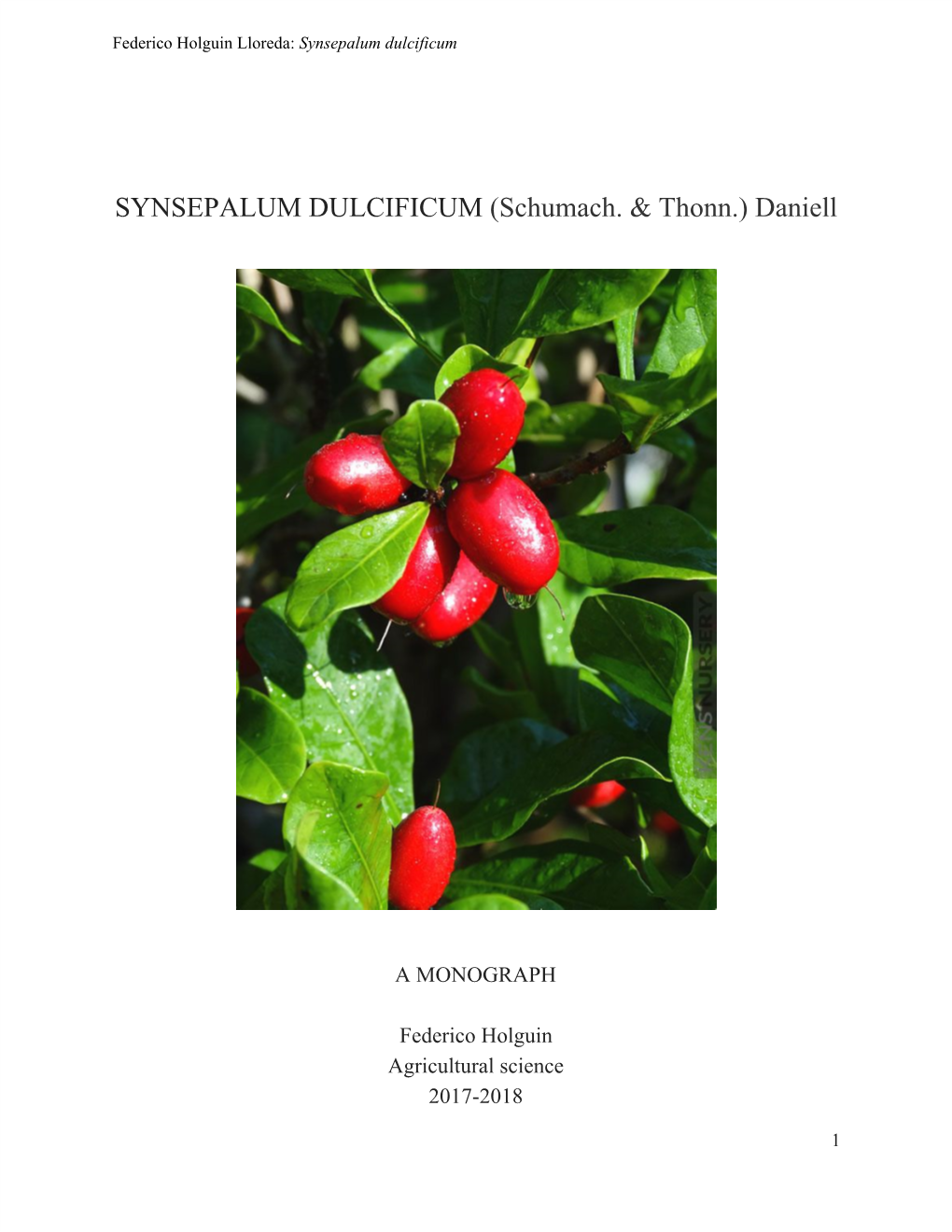 Synsepalum Dulcificum ​