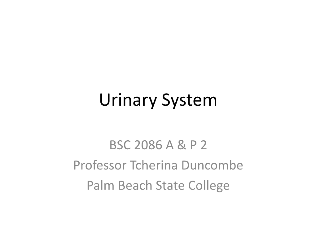 Urinary System