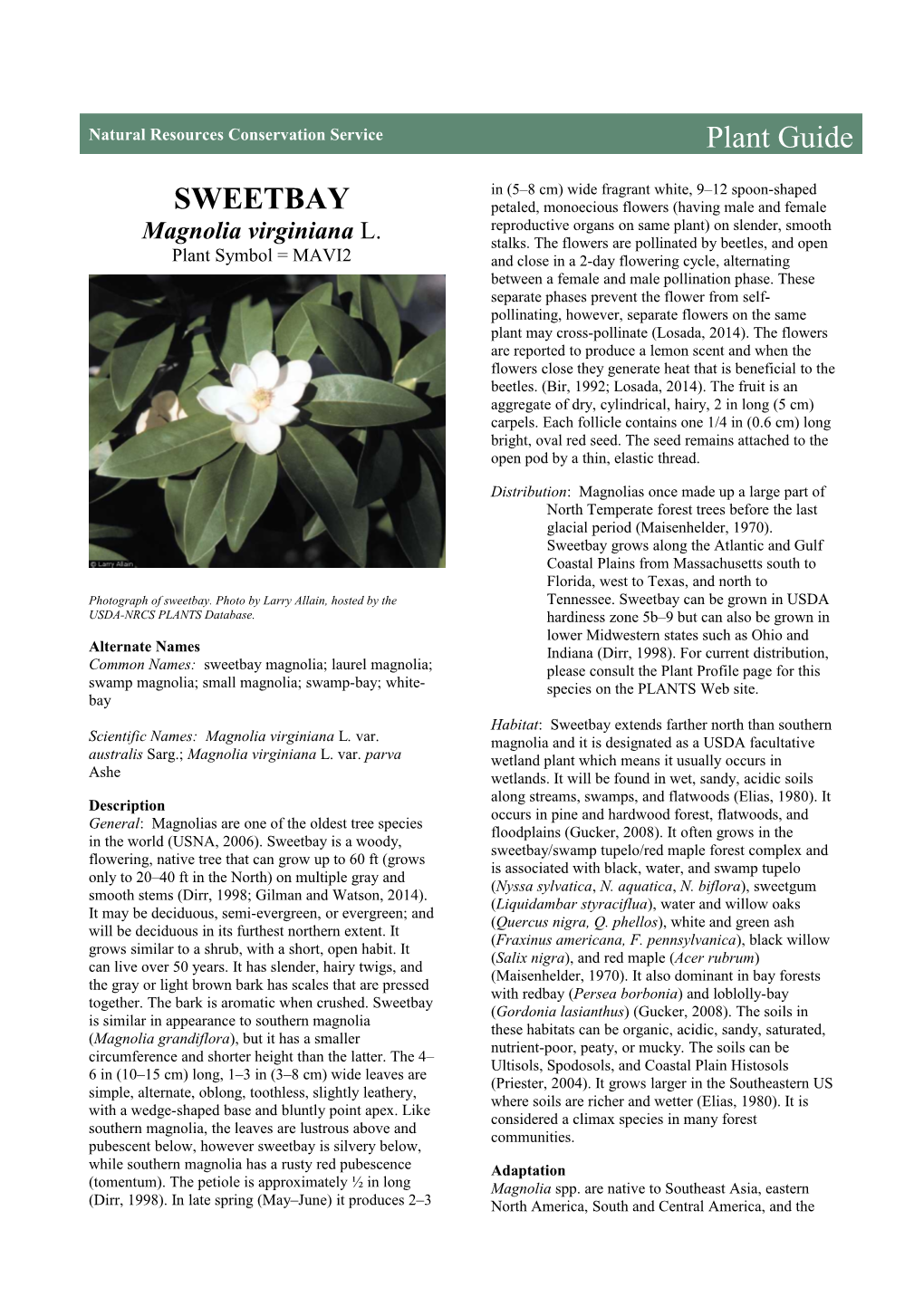 Sweetbay (Magnolia Virginiana) Plant Guide