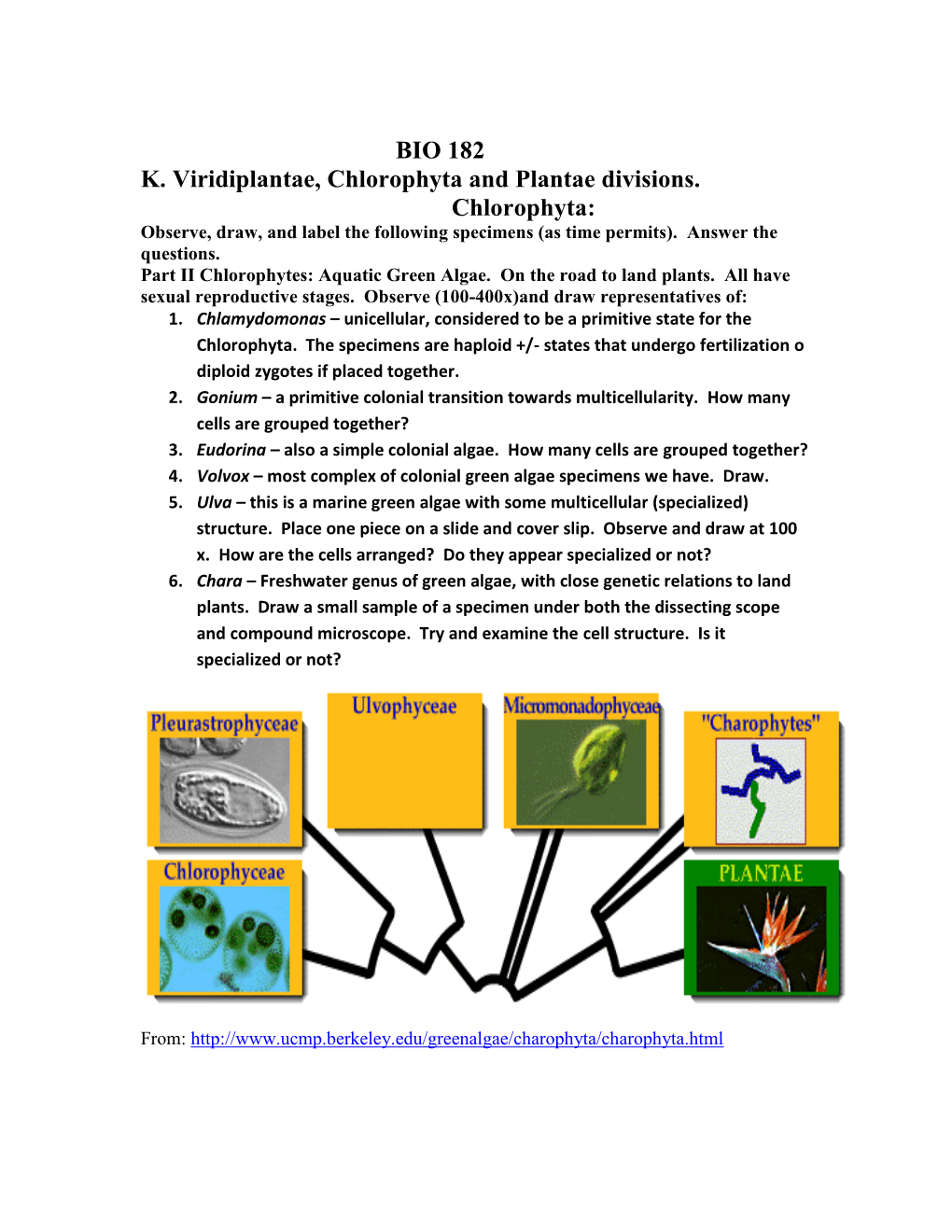 BIO 182 K. Viridiplantae, Chlorophyta and Plantae Divisions. Chlorophyta: Observe, Draw, and Label the Following Specimens (As Time Permits)