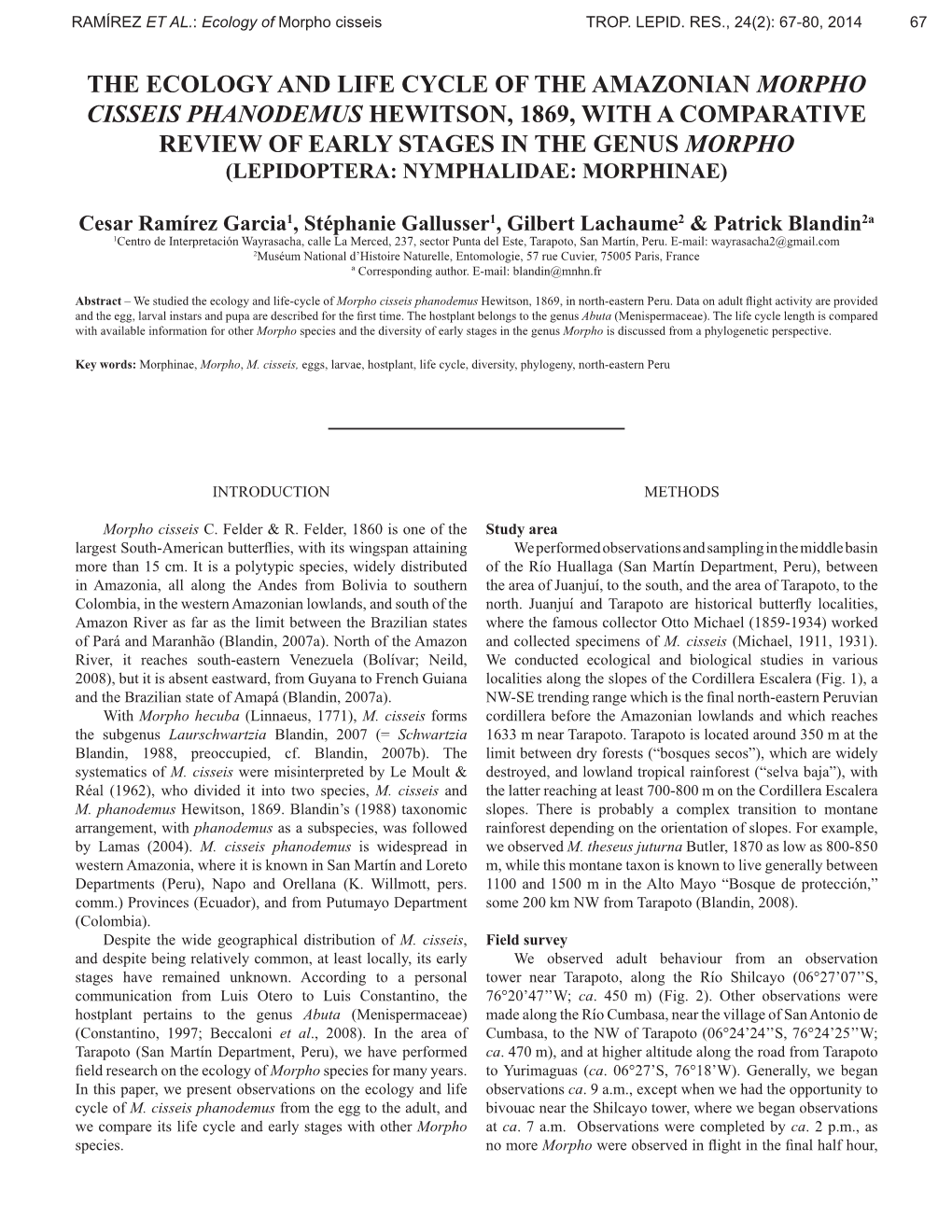 The Ecology and Life Cycle of the Amazonian Morpho