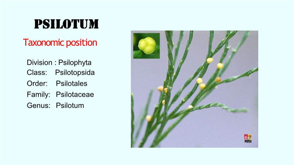 Psilotum Taxonomic Position