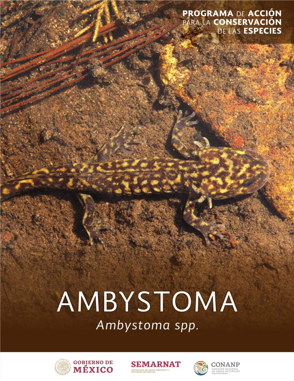 AMBYSTOMA 1 PROGRAMA DE ACCION PARA LA CONSERVACIÓN DE LAS ESPECIES: AMBYSTOMA Spp