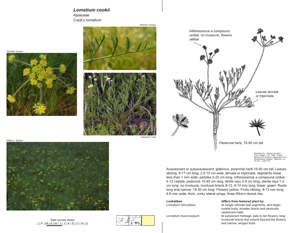 Lomatium Cookii Apiaceae Cook’S Lomatium Norman Jensen