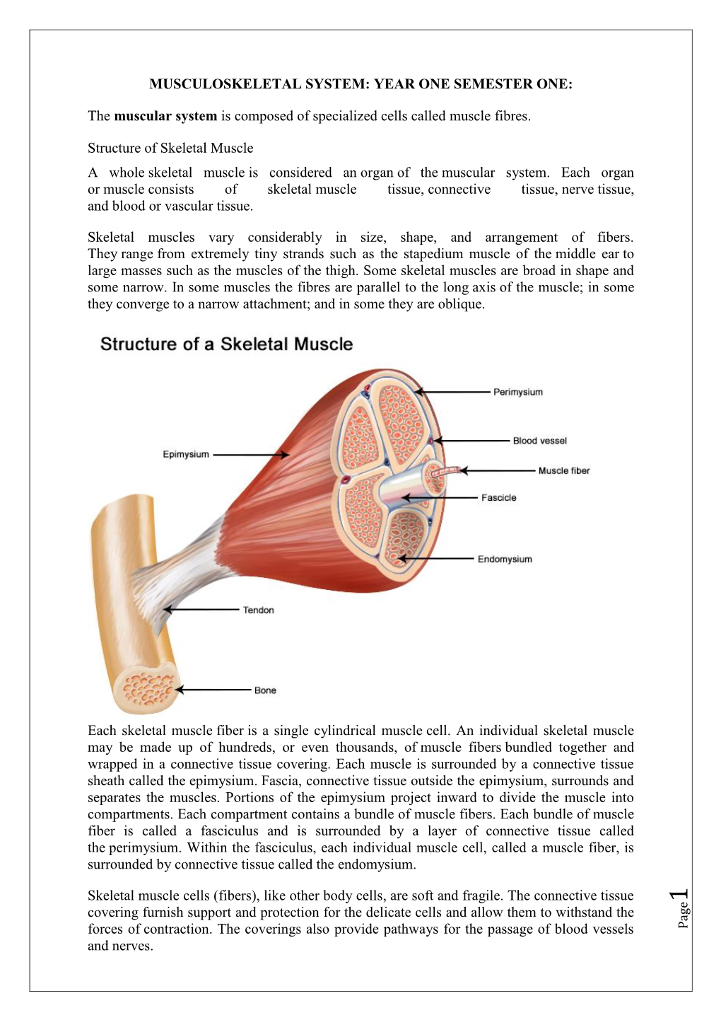 Musculoskeletal System: Year One Semester One