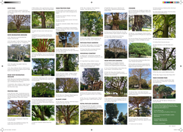 Special TREES of BRIGHTON and Hove