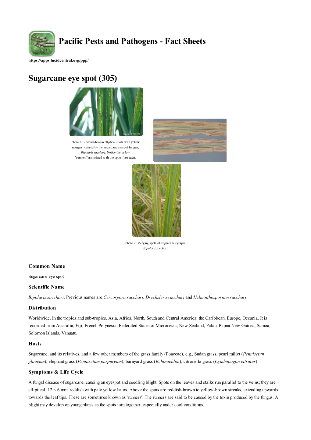 Sugarcane Eye Spot (305)