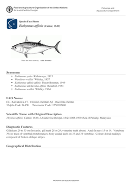Species Fact Sheets Euthynnus Affinis (Cantor, 1849)