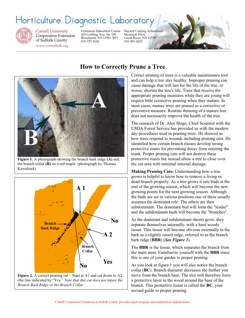 How to Correctly Prune a Tree Correct Pruning of Trees Is a Valuable Maintenance Tool and Can Help a Tree Stay Healthy